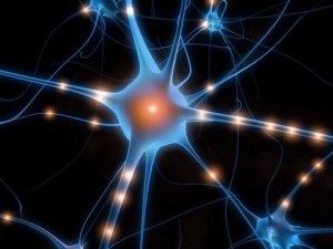 modello mente neuroni specchio